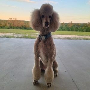 Meet your Posher, Caroline